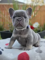 Henry - LILAC PIED, a male French Bulldog for sale in Bellingham, WA – 2 of 4
