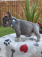 Henry - LILAC PIED, a male French Bulldog for sale in Bellingham, WA – 4 of 4