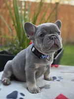 Henry - LILAC PIED, a male French Bulldog for sale in Bellingham, WA – 3 of 4