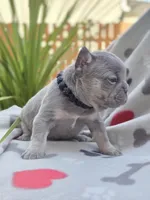 Henry - LILAC PIED, a male French Bulldog for sale in Bellingham, WA – Photo 3 of 4