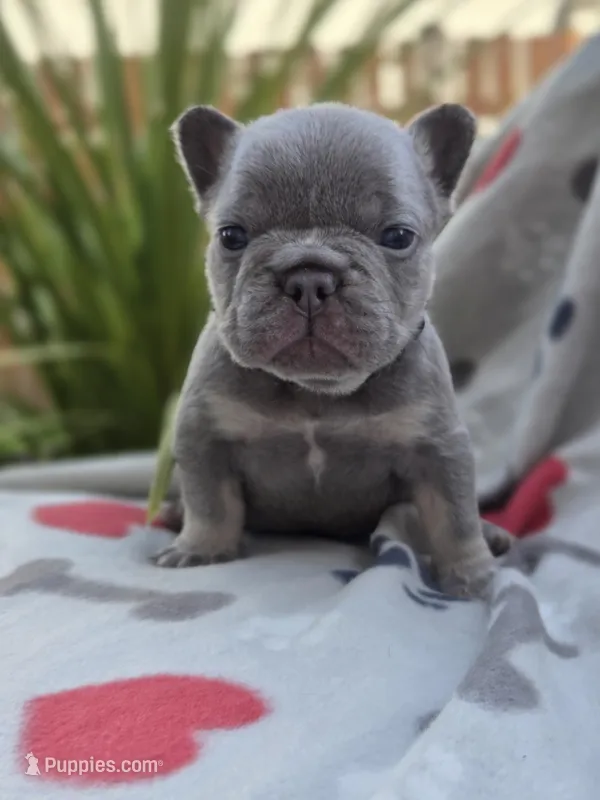 Henry - LILAC PIED, a male French Bulldog for sale in Bellingham, WA – Photo 1 of 4