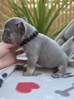 Henry - LILAC PIED, a male French Bulldog for sale in Bellingham, WA – Photo 4 of 4