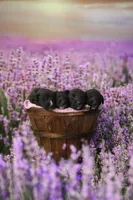 Female, a female Irish Wolfhound for sale in Burlington, KY – Photo 1 of 5