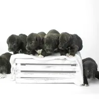 Female, a female Irish Wolfhound for sale in Burlington, KY – Photo 5 of 5