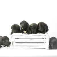 Female, a female Irish Wolfhound for sale in Burlington, KY – Photo 3 of 5