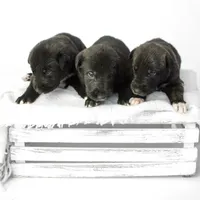 Female, a female Irish Wolfhound for sale in Burlington, KY – Photo 2 of 5