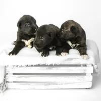 Female, a female Irish Wolfhound for sale in Burlington, KY – Photo 4 of 5