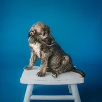 Male, a male Irish Wolfhound for sale in Burlington, KY – Photo 1 of 4