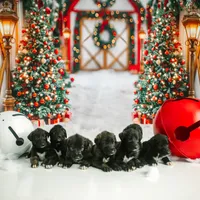 Male, a male Irish Wolfhound for sale in Burlington, KY – Photo 3 of 4