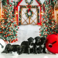 Male, a male Irish Wolfhound for sale in Burlington, KY – Photo 4 of 4