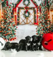 processed/f844b9fd-6a0e-48ee-accc-c0723dc83601/listing/689a3ebb-7efe-40bd-b0f8-6d8bd7a277d4/53158333-af9d-4020-b9d6-6783def24c64