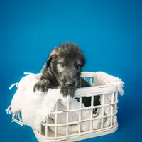 Male, a male Irish Wolfhound for sale in Burlington, KY – Photo 2 of 4