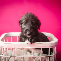 Female Pup, a female Irish Wolfhound for sale in Burlington, KY – Photo 2 of 2