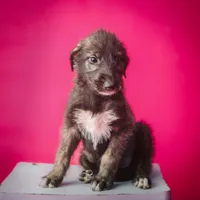 Female Pup, a female Irish Wolfhound for sale in Burlington, KY – Photo 1 of 2