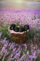 Male, a male Irish Wolfhound for sale in Burlington, KY – Photo 4 of 4