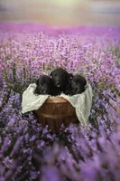 Male, a male Irish Wolfhound for sale in Burlington, KY – Photo 2 of 4