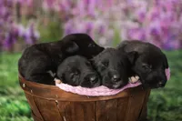 Male, a male Irish Wolfhound for sale in Burlington, KY – Photo 3 of 4