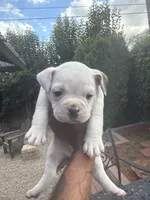 Coco , a male American Bully for sale in Los Angeles, CA – Photo 1 of 4