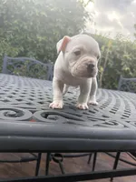Coco , a male American Bully for sale in Los Angeles, CA – Photo 4 of 4