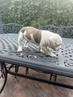 Coco , a male American Bully for sale in Los Angeles, CA – Photo 3 of 4