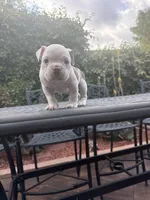 Coco , a male American Bully for sale in Los Angeles, CA – Photo 2 of 4