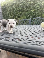 Goliath, a male American Bully for sale in Los Angeles, CA – Photo 3 of 4