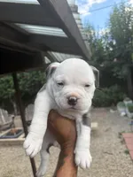 Goliath, a male American Bully for sale in Los Angeles, CA – Photo 4 of 4