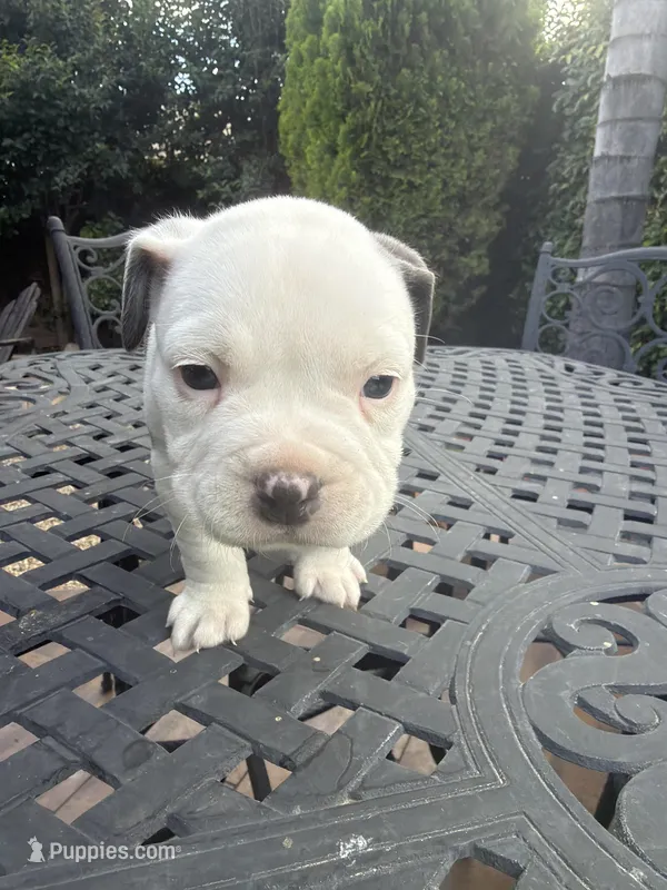 Goliath – American Bully puppy for sale in Los Angeles, CA
