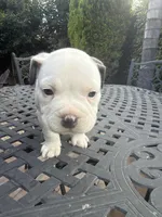 Goliath, a male American Bully for sale in Los Angeles, CA – Photo 1 of 4