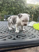Goliath, a male American Bully for sale in Los Angeles, CA – Photo 2 of 4