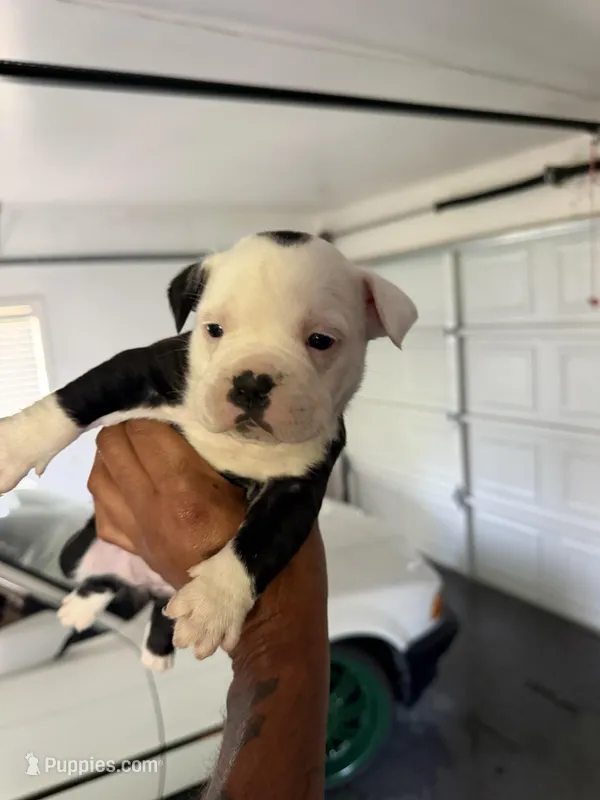 Panda 🐼 – American Bully puppy for sale in Los Angeles, CA