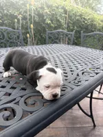 Panda 🐼, a male American Bully for sale in Los Angeles, CA – Photo 2 of 2