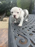 Precious, a female American Bully for sale in Los Angeles, CA – Photo 4 of 4