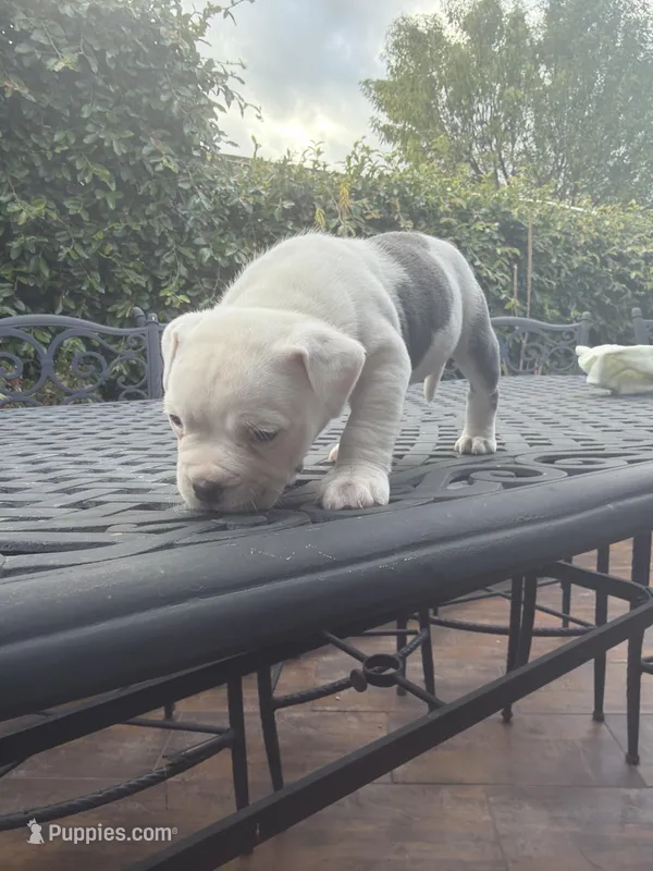 Precious – American Bully puppy for sale in Los Angeles, CA