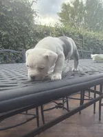 Precious, a female American Bully for sale in Los Angeles, CA – Photo 1 of 4