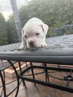 Precious, a female American Bully for sale in Los Angeles, CA – Photo 2 of 4