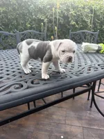 Precious, a female American Bully for sale in Los Angeles, CA – Photo 3 of 4