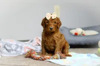 Pearl F1b, a female Goldendoodle for sale in Millersburg, OH – Photo 4 of 9