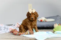 Pearl F1b, a female Goldendoodle for sale in Millersburg, OH – Photo 3 of 9