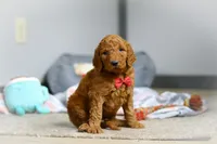 Milo F1b, a male Goldendoodle for sale in Millersburg, OH – Photo 7 of 10