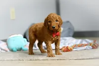 Milo F1b, a male Goldendoodle for sale in Millersburg, OH – Photo 8 of 10