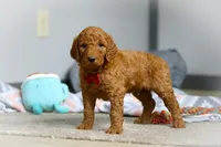 Milo F1b, a male Goldendoodle for sale in Millersburg, OH – Photo 2 of 10