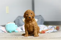 Milo F1b, a male Goldendoodle for sale in Millersburg, OH – Photo 6 of 10