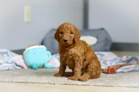 Milo F1b, a male Goldendoodle for sale in Millersburg, OH – Photo 4 of 10