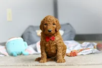 Milo F1b, a male Goldendoodle for sale in Millersburg, OH – Photo 5 of 10