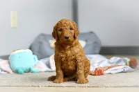 Milo F1b, a male Goldendoodle for sale in Millersburg, OH – Photo 3 of 10