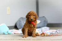 Ollie F1b, a male Goldendoodle for sale in Millersburg, OH – Photo 2 of 7