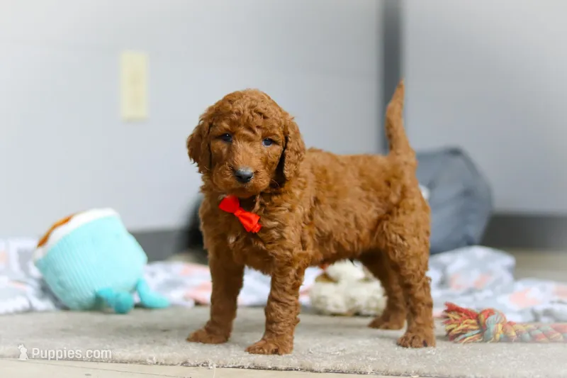 Ollie F1b – Goldendoodle puppy for sale in Millersburg, OH