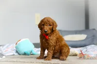 Ollie F1b, a male Goldendoodle for sale in Millersburg, OH – Photo 5 of 7