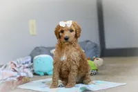 Nala AKC, a female Poodle - Standard  for sale in Millersburg, OH – Photo 5 of 9